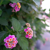 近所の花