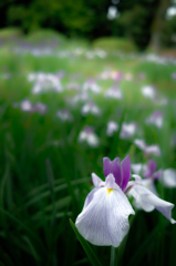 城北公園の花菖蒲