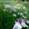 城北公園の花菖蒲