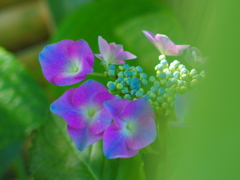 June　Dream