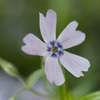 芝桜