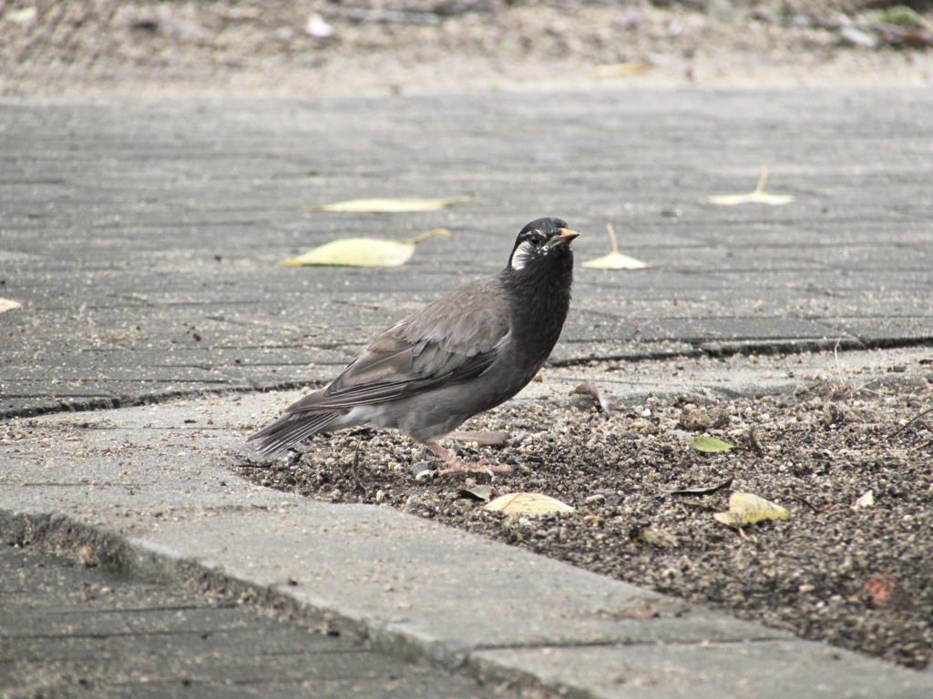 公園の鳥