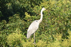 公園のサギ