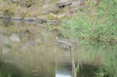 いつもの公園2