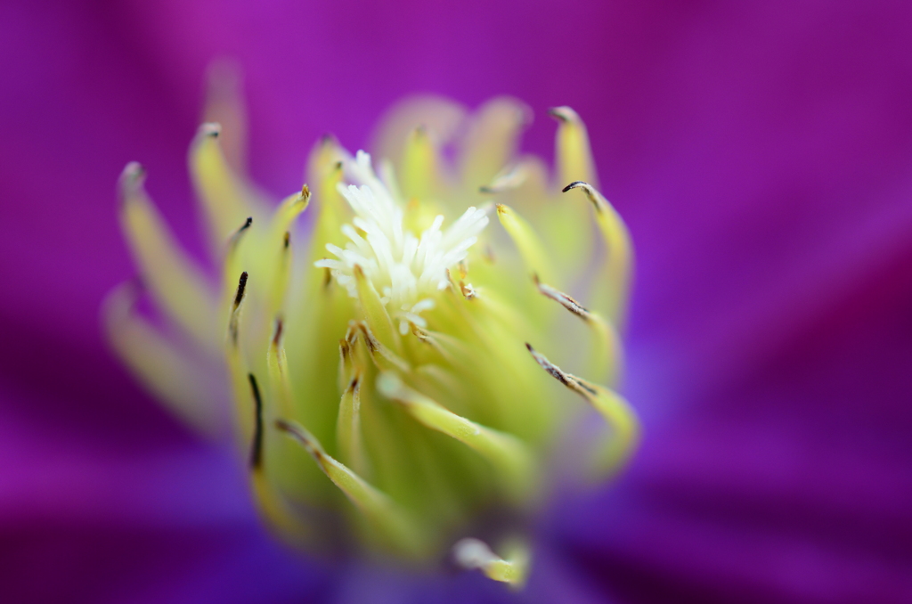 公園の花