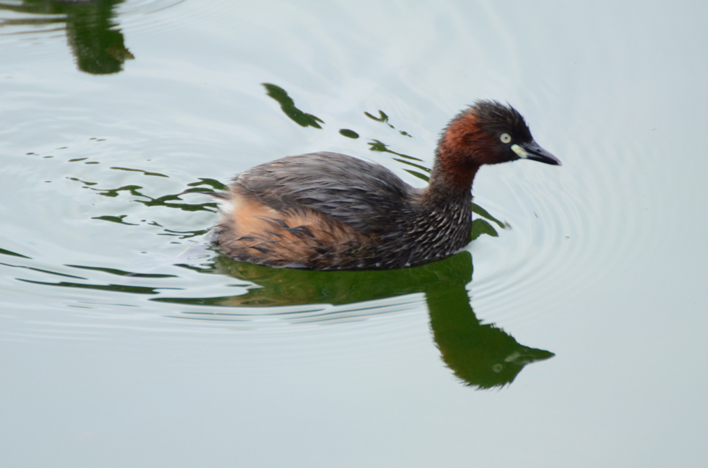いつもの公園3
