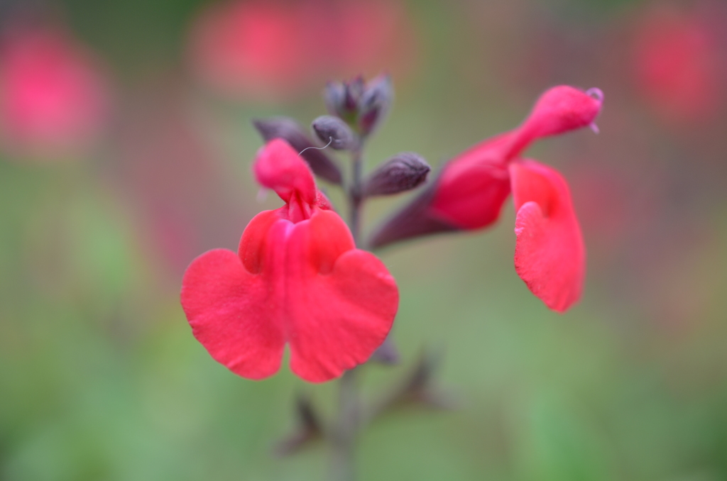 公園の花