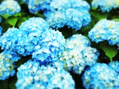紫陽花