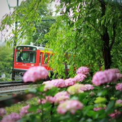 紫陽花と箱根登山鉄道