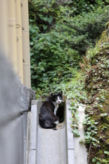 こんにちわ