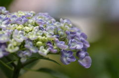 雨を待つ紫陽花ー４
