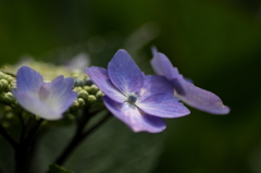 雨を待つ紫陽花ー５