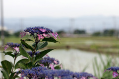 田圃と紫陽花