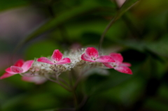 雨を待つ紫陽花ー３