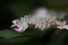 雨を待つ紫陽花ー１