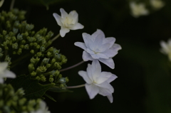 雨を待つ紫陽花ー６