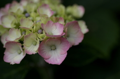 雨を待つ紫陽花ー７