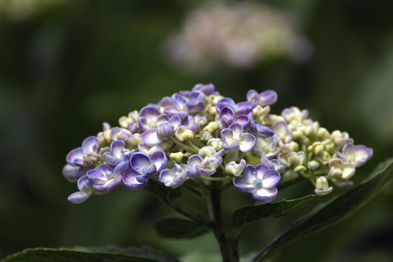 オカメ紫陽花
