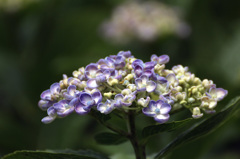 オカメ紫陽花