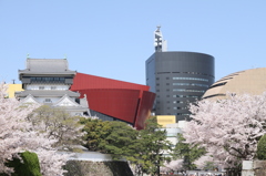 今も昔も、春は桜