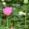 蓮の花３