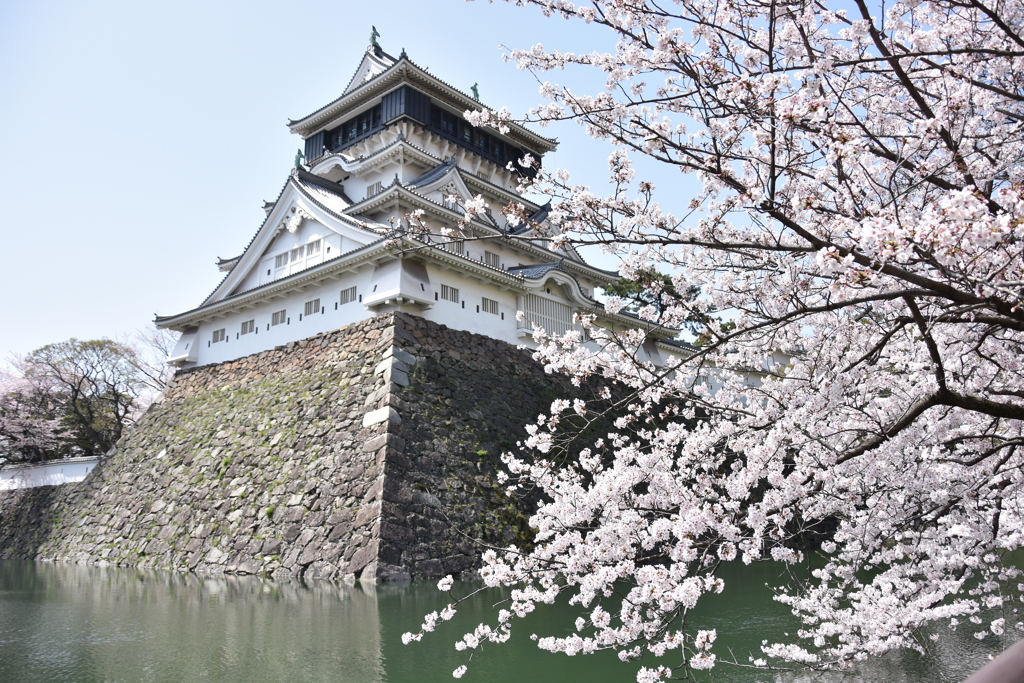 小倉城と満開の桜