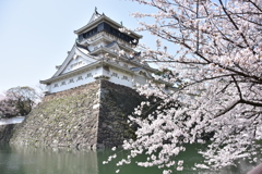 小倉城と満開の桜