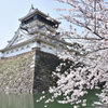 小倉城と満開の桜