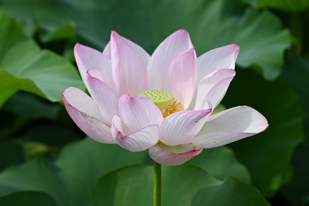 蓮の花１