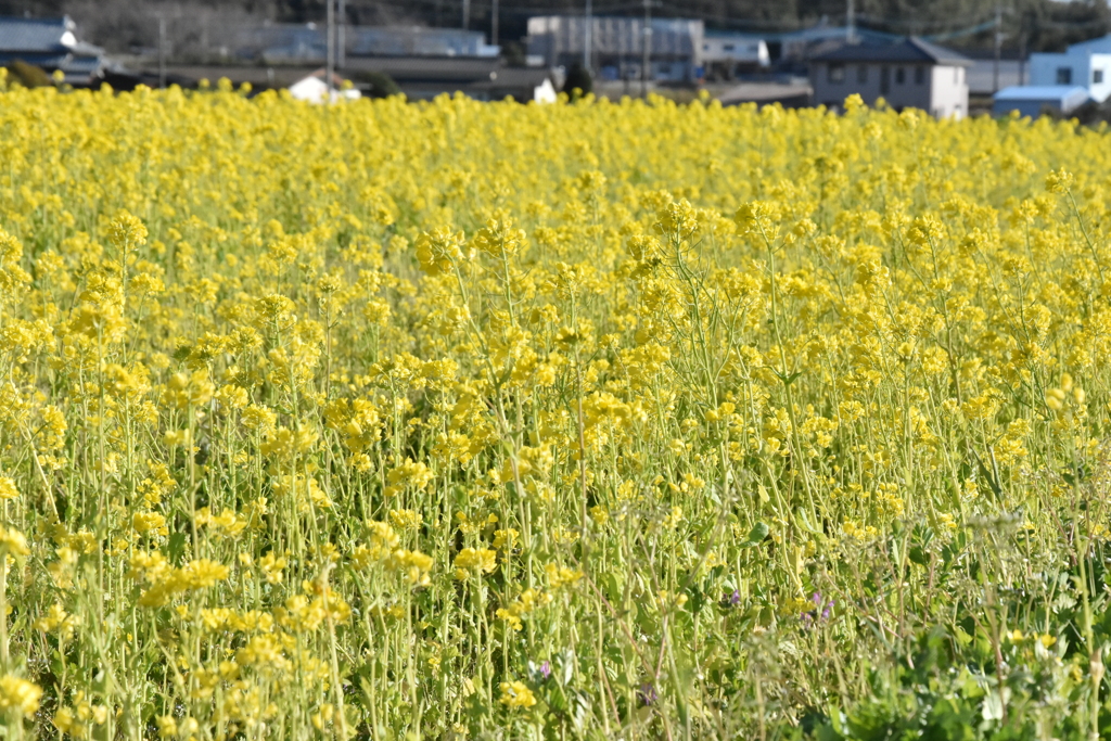 菜の花畑