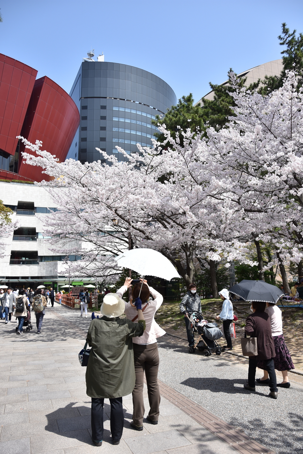 やはり、みんな桜が大好き