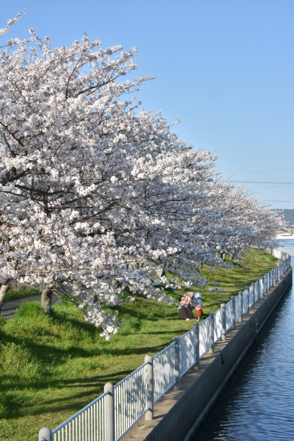 川沿いの桜