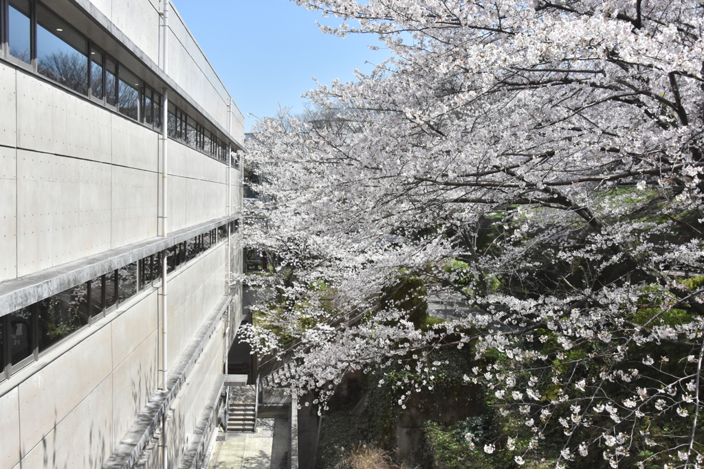 校舎と桜