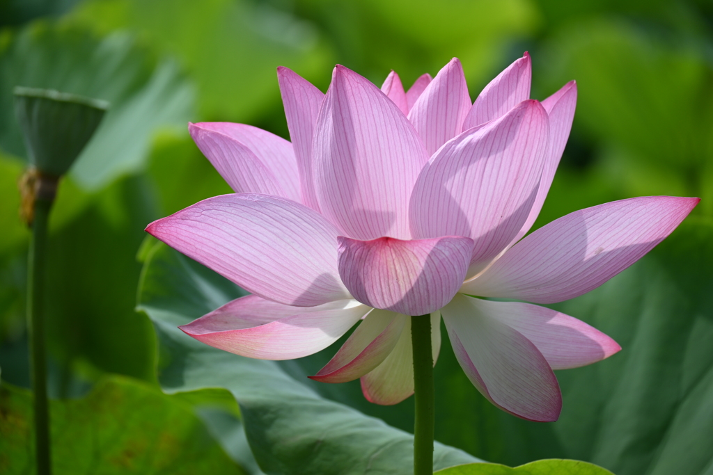 蓮の花２