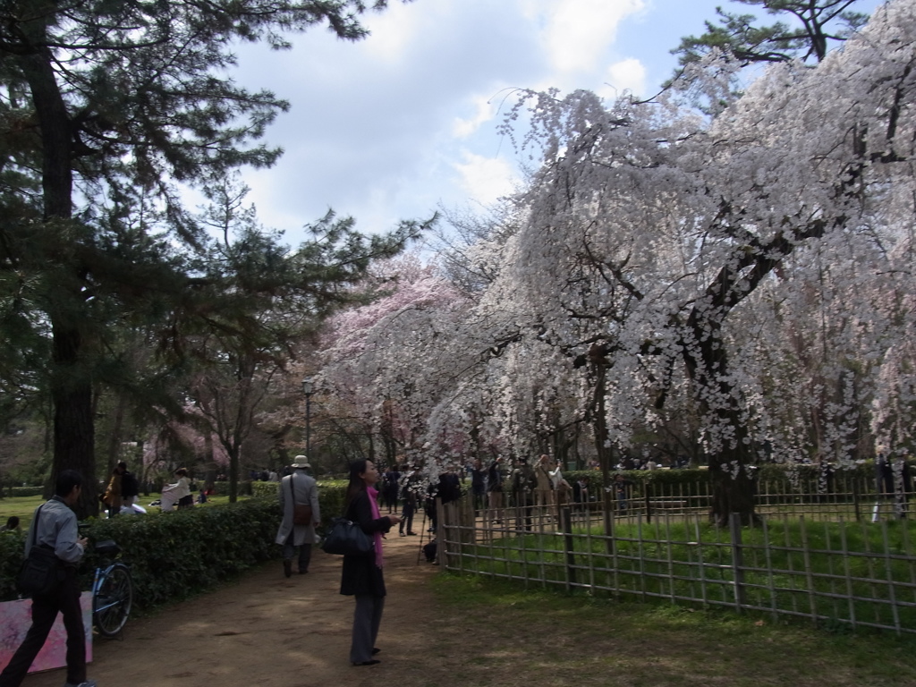 京都御苑の桜