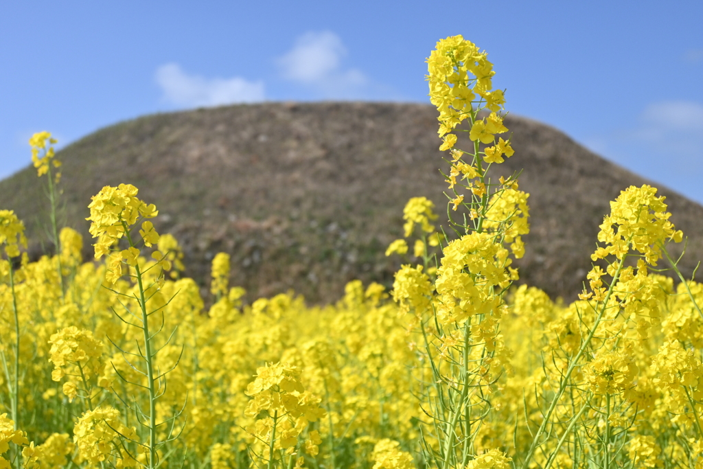 菜の花と奴山古墳