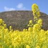 菜の花と奴山古墳