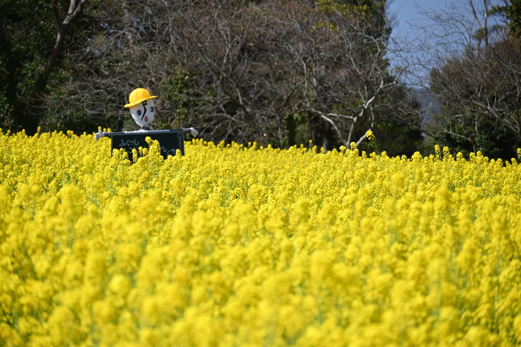 菜の花の番人