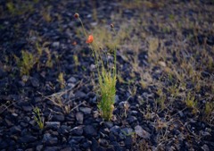 砂利に咲く花