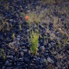 砂利に咲く花