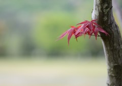 春のもみじ
