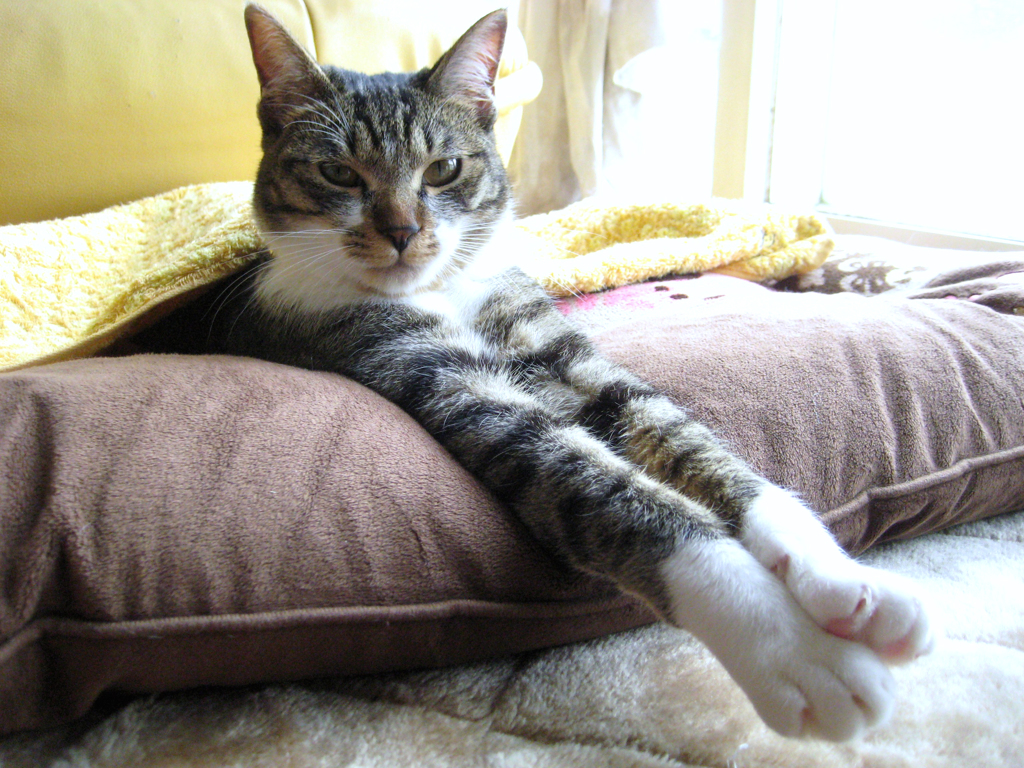 寝起き ねこ
