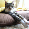 寝起き ねこ