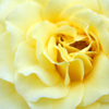 薔薇