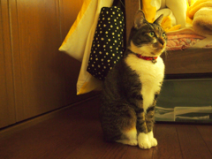お行儀よく