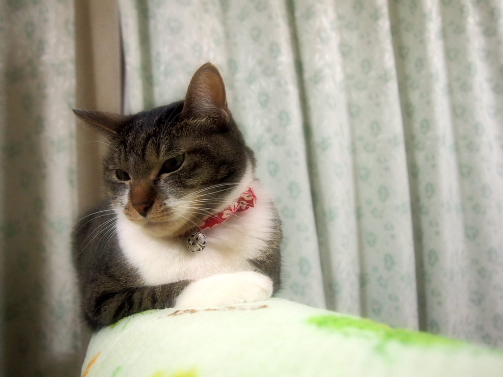 ねこ