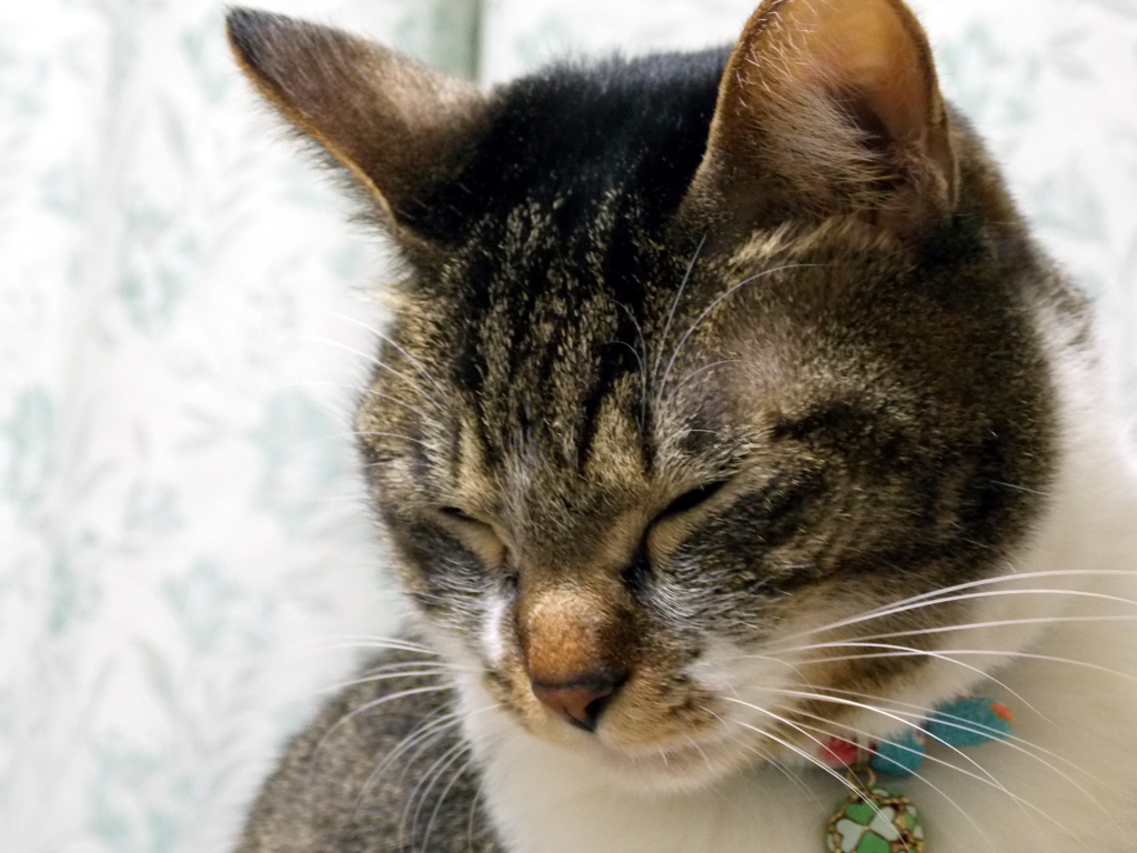 うたた寝 ねこ