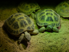 ギリシャリクガメ＿カワスイ