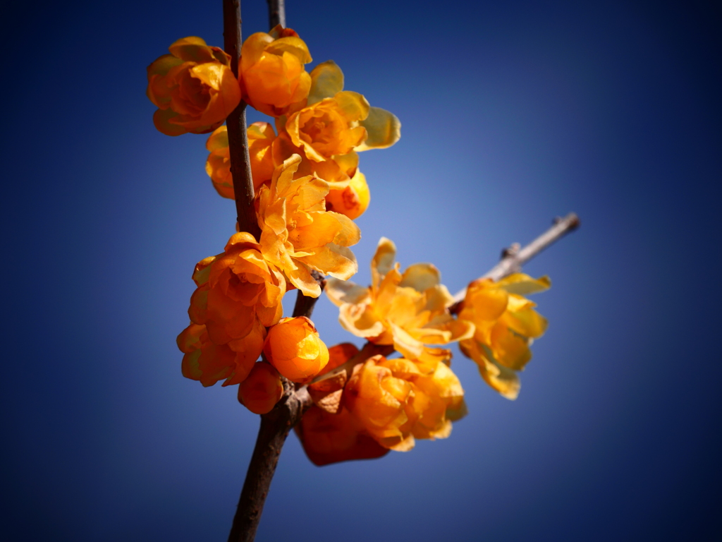 蝋梅＿トイポップフィルター