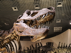 ティラノサウルスレックス